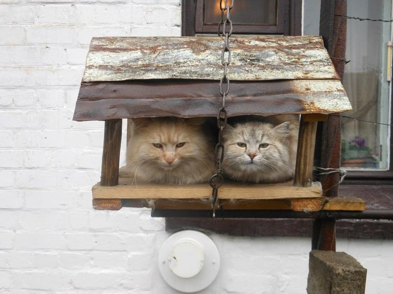 Что делают эти коты в птичьих кормушках, просто умора