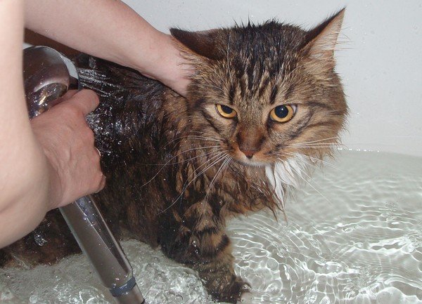 Смешные и МОКРЫЕ! Подборка фото животных, которые не любят купаться