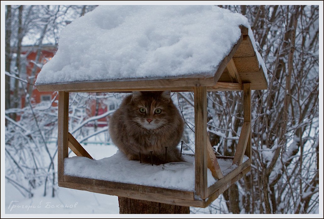 Что делают эти коты в птичьих кормушках, просто умора
