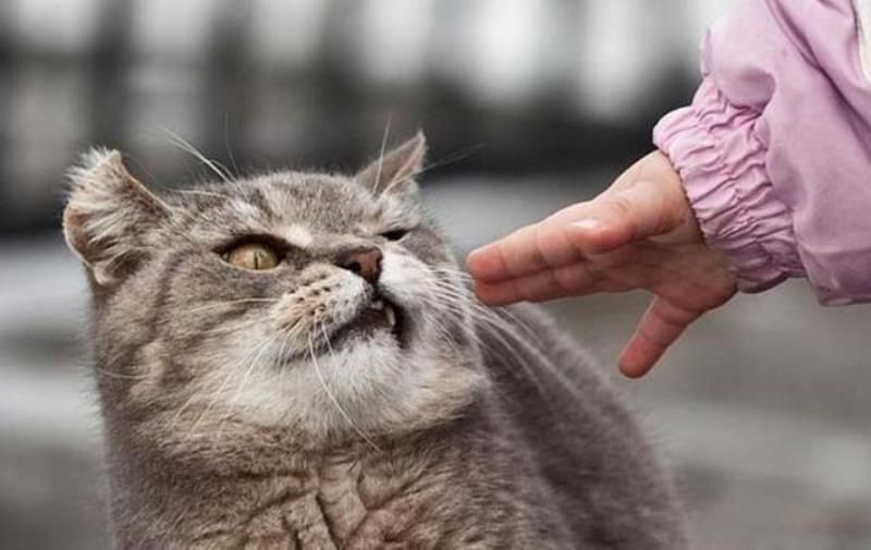 Дети любят котов до смерти! Практически в прямом смысле этого слова!