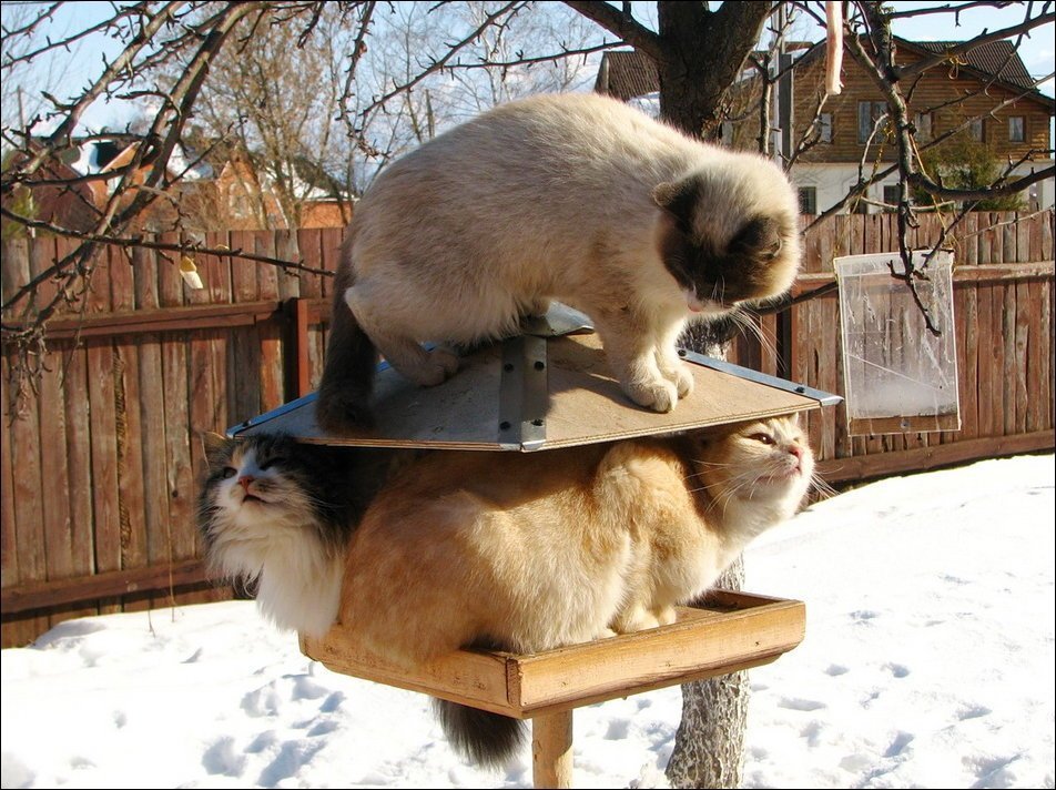 Что делают эти коты в птичьих кормушках, просто умора