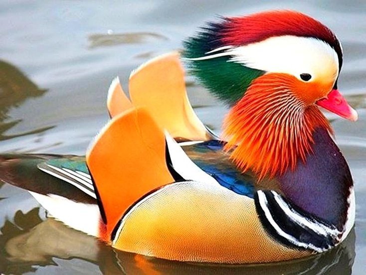 Красавица утка мандаринка. Вот это природа постаралась