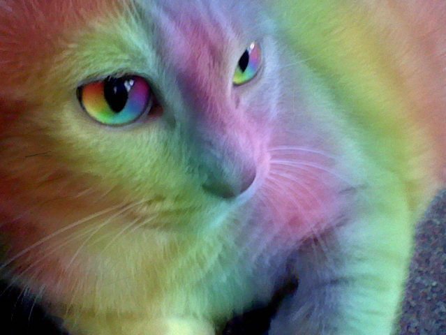 Радужные котики!!! То ли правда, то ли ложь!
