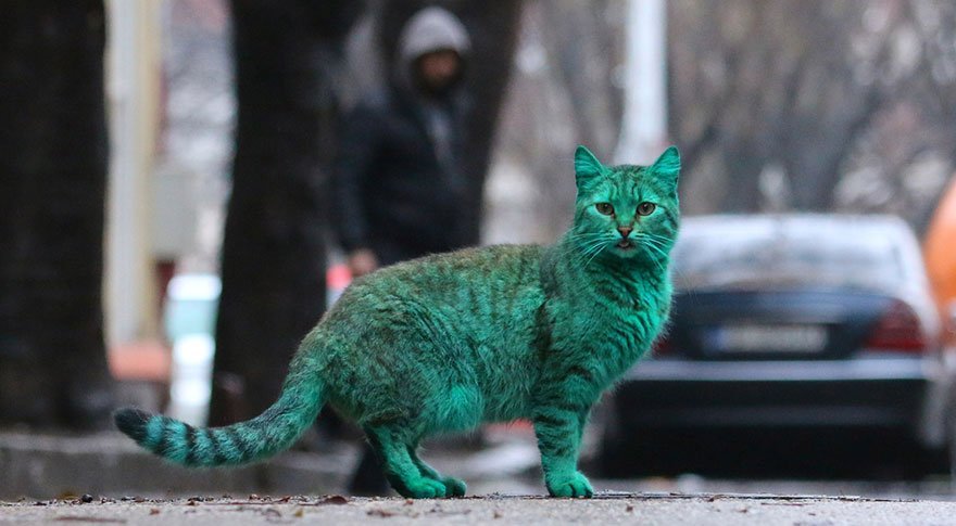Радужные котики!!! То ли правда, то ли ложь!