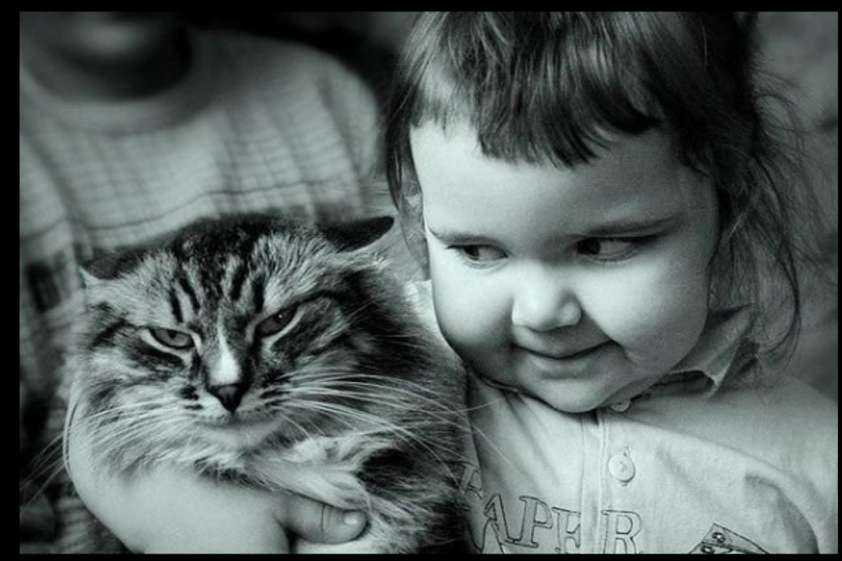 Дети любят котов до смерти! Практически в прямом смысле этого слова!
