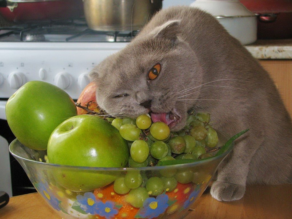 Они итак смешные, а за обедом и вовсе! Смешные животные!