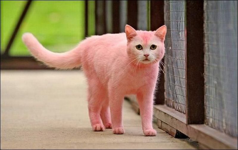 Радужные котики!!! То ли правда, то ли ложь!