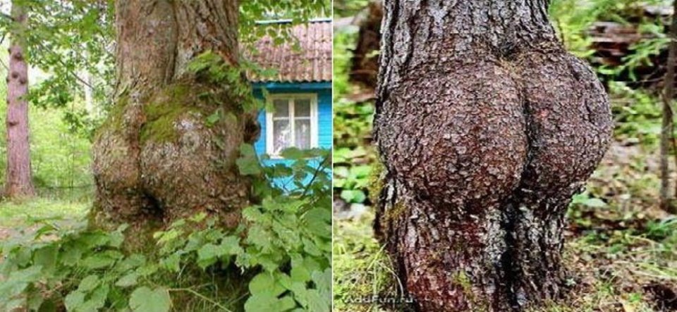 Как смешно выросли эти деревья! Хе-хе — это же надо так…