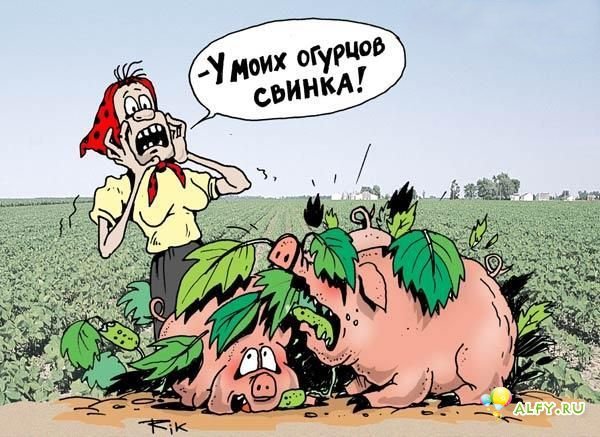 Юмор на дачном участке. Только Вы так никогда не делайте!!!