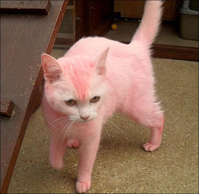 Радужные котики!!! То ли правда, то ли ложь!