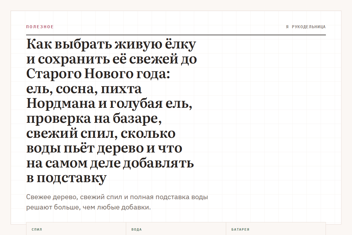 Как выбрать живую ёлку и сохранить её свежей до Старого Нового года: ель, сосна, пихта Нордмана и голубая ель, проверка на базаре, свежий спил, сколько воды пьёт дерево и что на самом деле добавлять в подставку